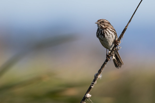 Song Sparrow and the blustery day 7D629716