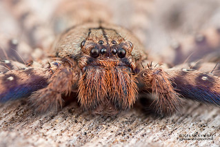 Huntsman spider (Heteropoda sp.) - DSC_8030