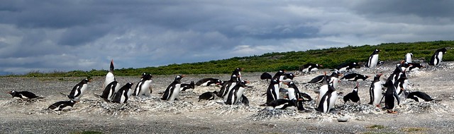 Papua Penguins Panorama, Tierra del Fuego, Argentina, South America