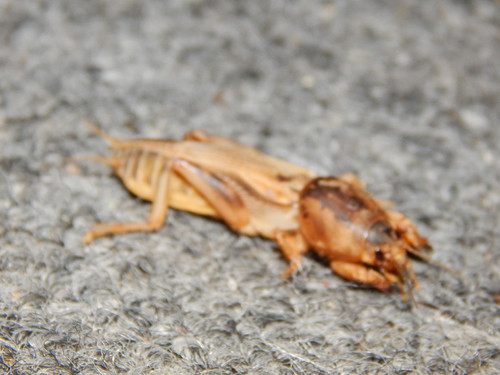 Mole Cricket | by Christopher Ryan Bilello