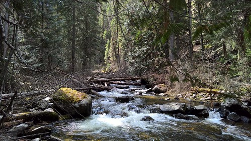 trees nature water creek forest spring scenery montana rocks rapids lolo