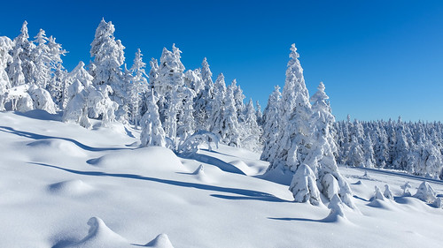 schnee winter snow germany de harz wernigerode tannen sachsenanhalt