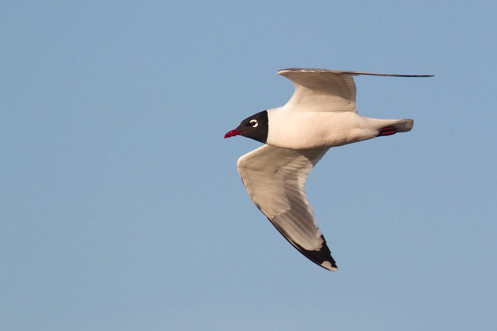Leucophaeus pipixcan | Franklin's Gull | präriemås
