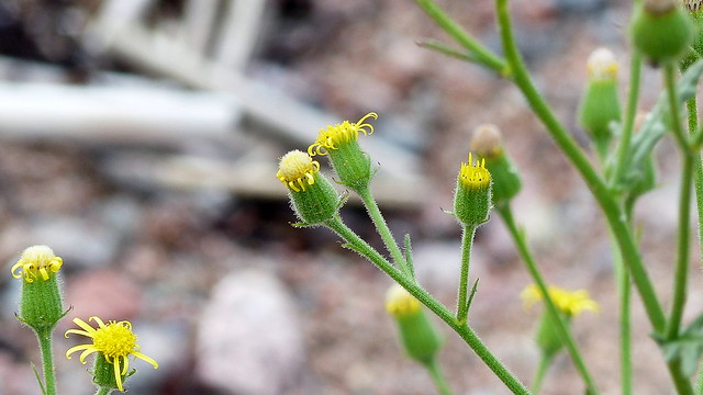 Senecio viscosus (Asteraceae) (Kaunissaari, Pyhtää, 20150731)