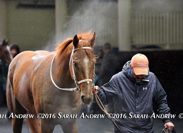 Steamy horse after a race at Aqueduct
