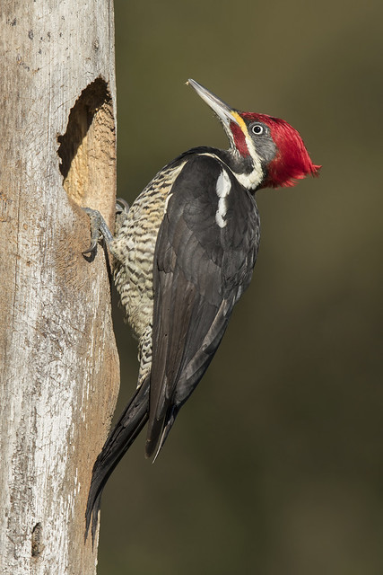 Lineated Woodpecker (Pica-pau-de-banda-branca)