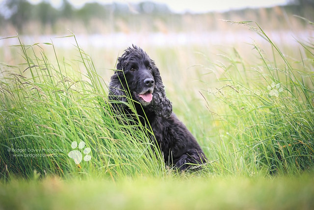 Buddy  Dog Photography Milton Keynes