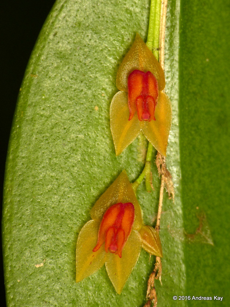 Lepanthes sp. ID180
