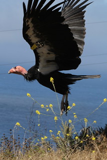 California Condor #22 Taking Flight - Aug 15, 2010 | by Dennis J. Nelson