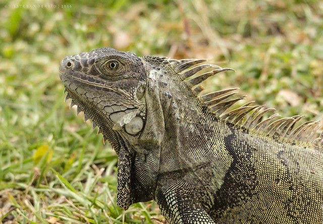 Iguana iguana / Iguana verde