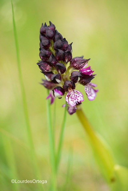 orchis purpúrea