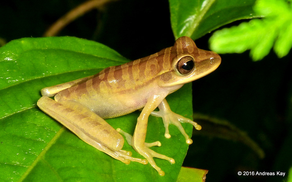 Tree frog, Hypsiboas lanciformis