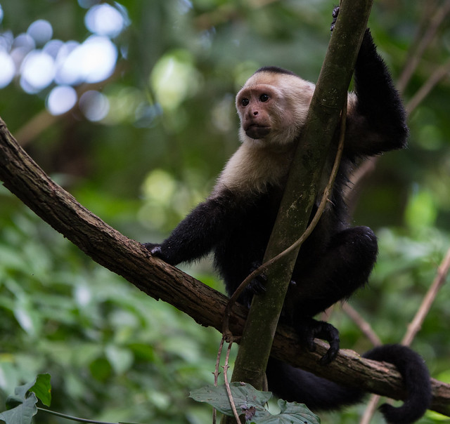 White-faced Monkey in Costa Rica