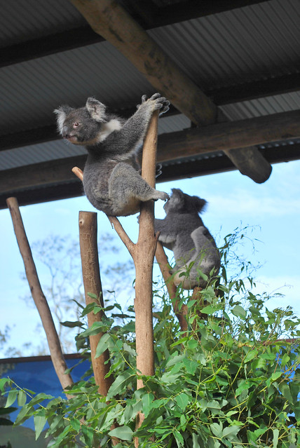 Aus297 - Koala Habitat, Oakvale