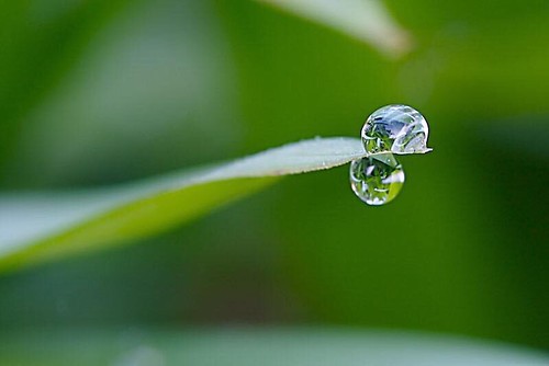 Learn & Shoot: Balancing Elements Dewdrops Grass Balance Of Nature