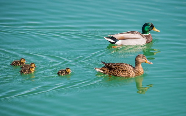 ducks family (08)