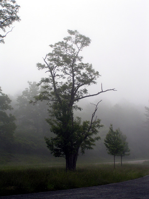 The drive through Shenandoah National Park on the Skyline Drive got off to a foggy start in the morning