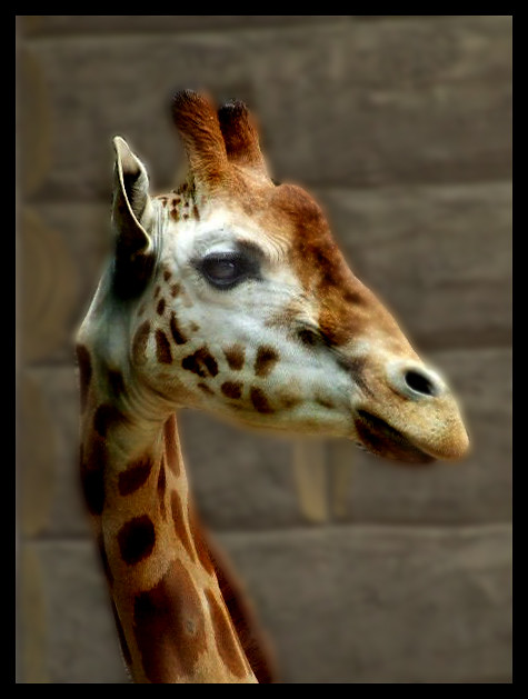 Giraffe at Taronga Zoo, Sydney: Experimenting with photoshop