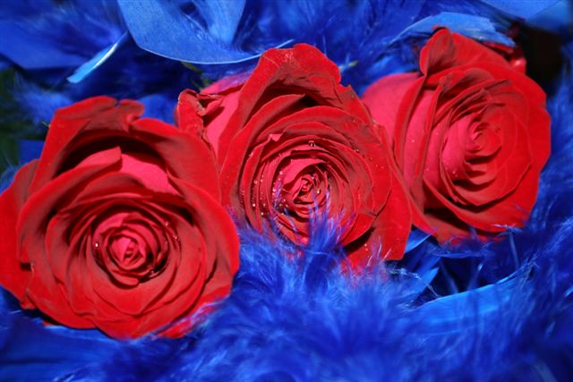 Red roses in a blue bed
