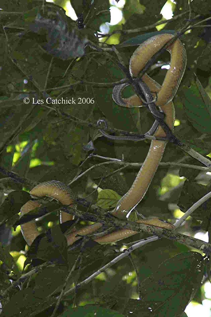 Grey-tailed racer | This snake was seen above the Menanggol … | Flickr