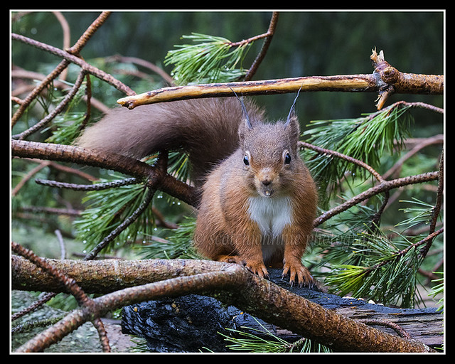 IMG_0053 Red Squirrel