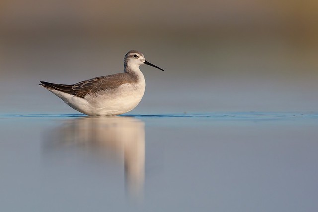 Phalaropus tricolor | Wilson's Phalarope | präriesimsnäppa
