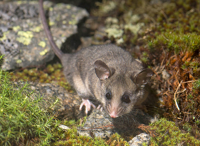 Mountain Pygmy-possum - Kosciusko, NSW
