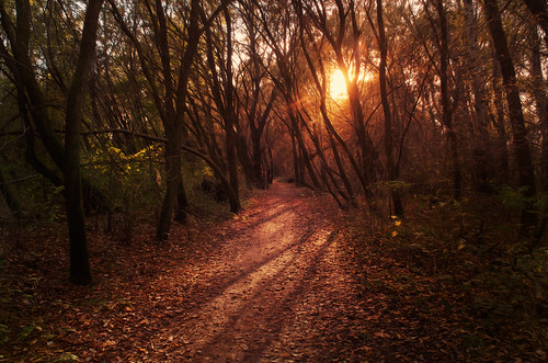 autumn trees light sunset red brown sun green nature forest photography nikon hungary path beam rays nikkor leafs 1870mm calmness andrás pásztor d5100