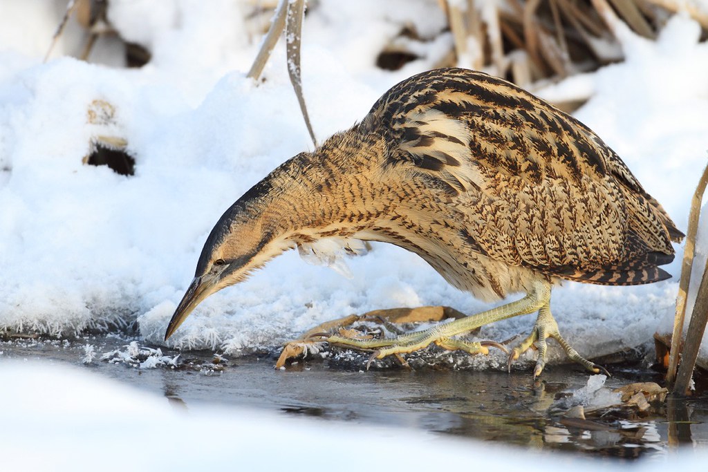 Botaurus stellaris | Eurasian Bittern | rördrom