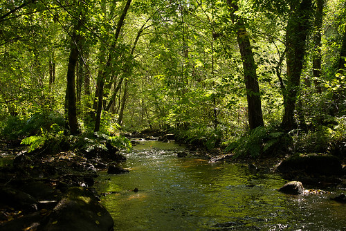 river rivier moulinjoyeux bb thiat green bomen