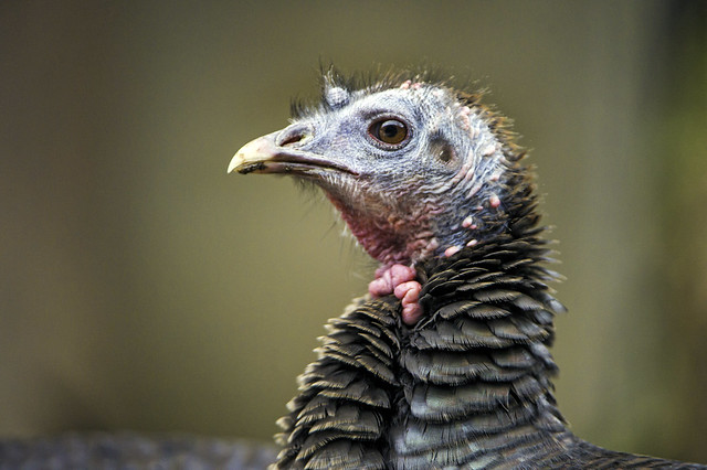 Profile of a turkey