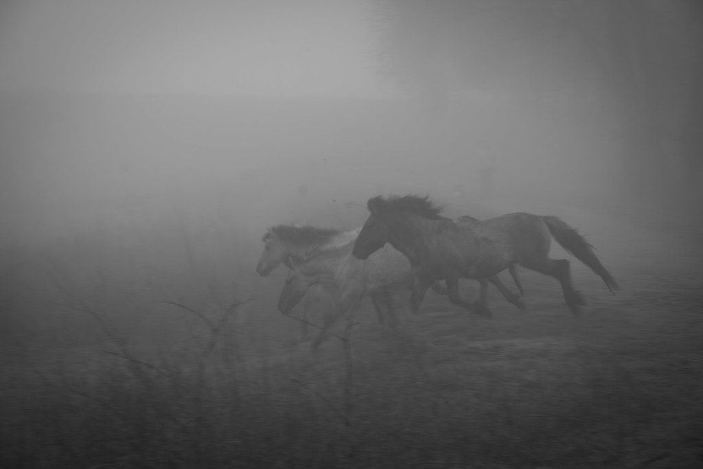 horses in the mist