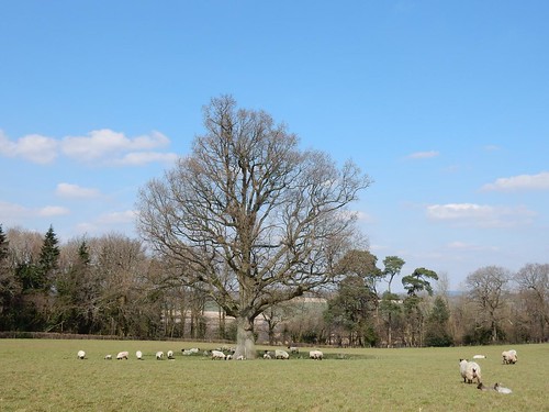 Sheep and tree Ashurst to Eridge