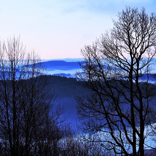 blue trees winter mist fog square landscape view artistic fineart mindscape