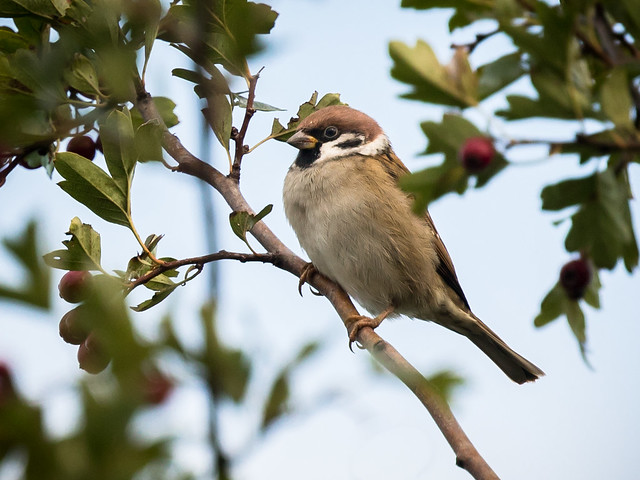 Sparrow In The Berry Bush - Spatz im Beerenstrauch (Joe)