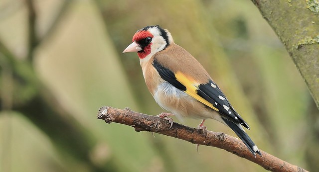 Goldfinch      (Carduelis carduelis)