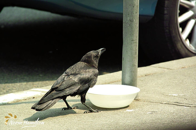 crow2351_web | A parched crow accepts a drink on a hot day f… | Flickr