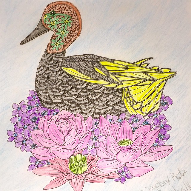 Finally finished the Eurasian Teal page from Birds: A Mindful Coloring Book.  #adultcoloringbook #coloring #birds #adultcolouring  #birdsamindfulcoloringbook #coloringbookforadults #coloringbooksforadults