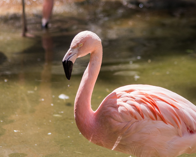Atlanta Flamingo