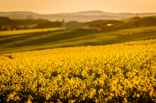 Sunset in Saarland and France 2016 by sebileiste, Canola field in saarland, farm in Francesunset france field yellow nikon frankreich shadows sonnenun