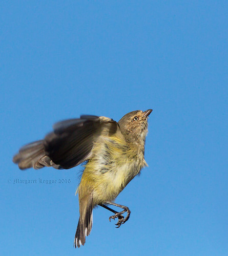 weebillhover160502_A4208 | by callumbrae