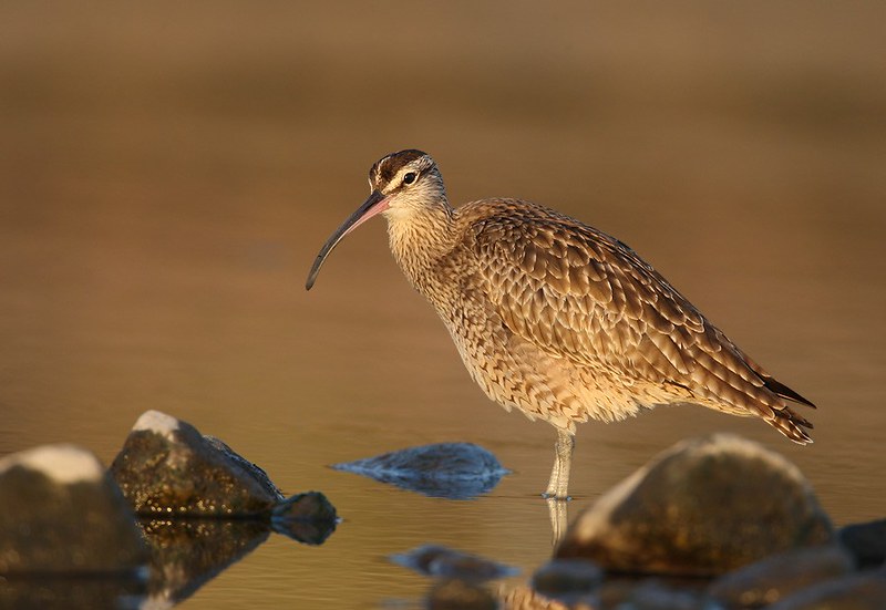 Numenius phaeopus | Eurasian Whimbrel | småspov