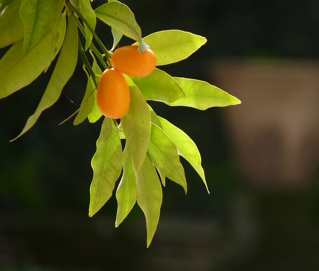 Kumquat (mandarino cinese)