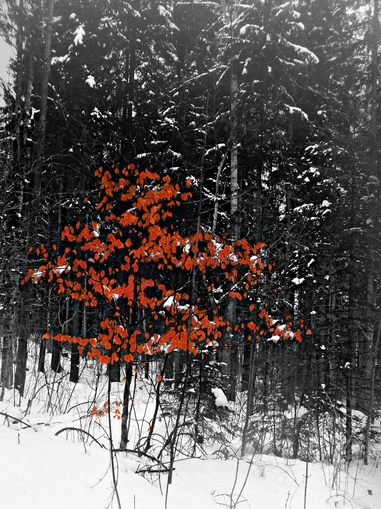Red tree, snow, and monochrome