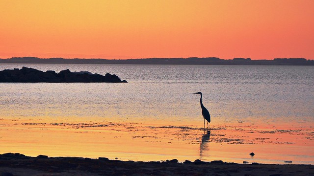 Blue Heron at Sunset