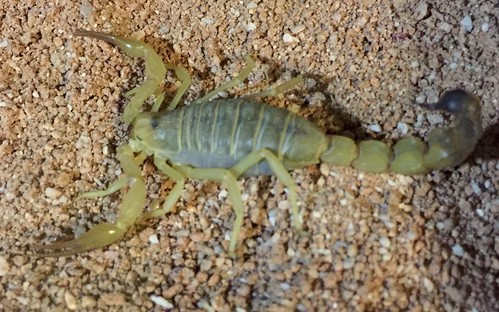 Yellow Fat Tail Scorpion (Androctonus australis)