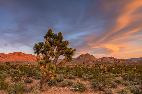light sunset sky mountains southwest color clouds landscape outdoors utah solitude desert gorgeous joshuatree