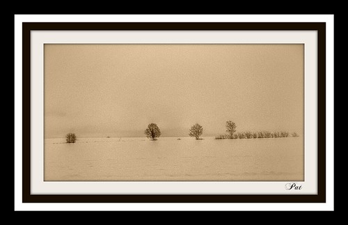 sepia landscape trees snow nikon photo picassa pinterest pat ipernity ipiccy imagine yahoo gingelom google flickr facebook winter january फ़्लिकर याहू गूगल फेसबुक नि शुल्क ट्विटर aaa तस्वीर