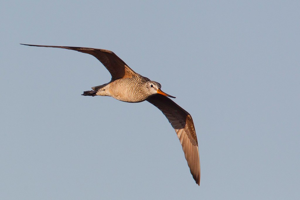 Limosa fedoa | Marbled Godwit | präriespov