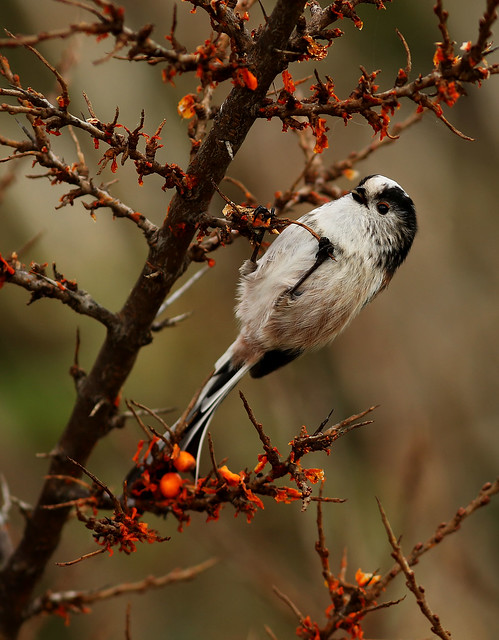 Long-tailed Tit.